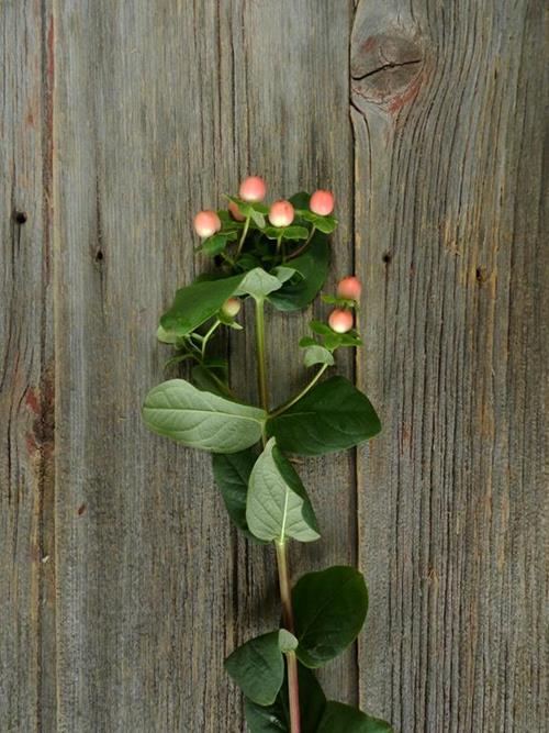 MAGICAL PINK  PINK HYPERICUM